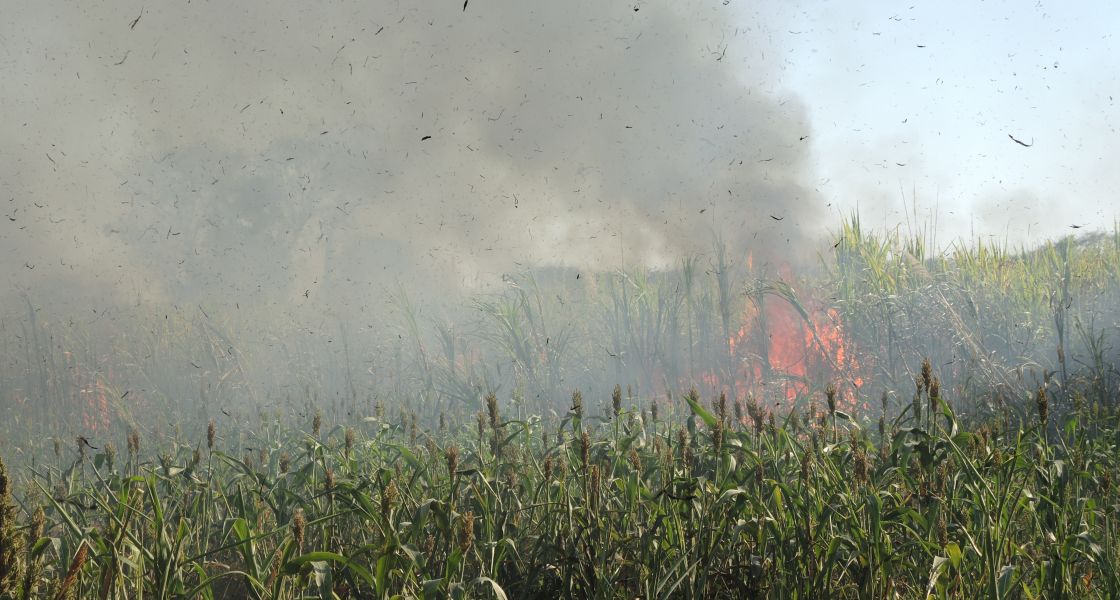 Abrennen von Zuckerrohrfelden, El Salvador
