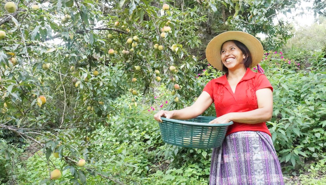 Frau bei der Pfirischernte in Guatemala Cristina Cruz bei der Pfirisichernte