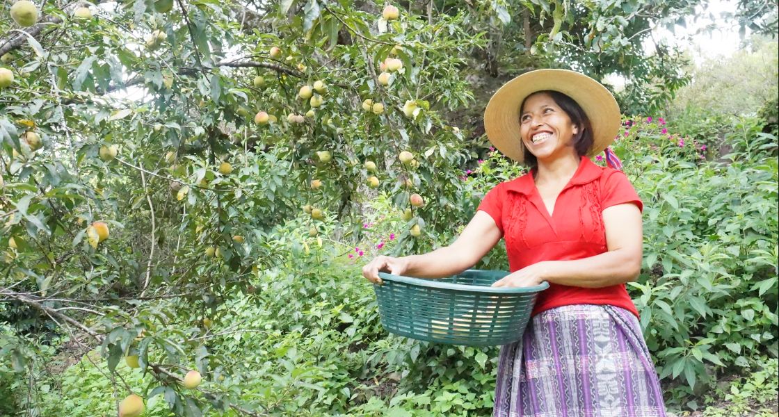 Frau bei der Pfirischernte in Guatemala Cristina Cruz bei der Pfirisichernte