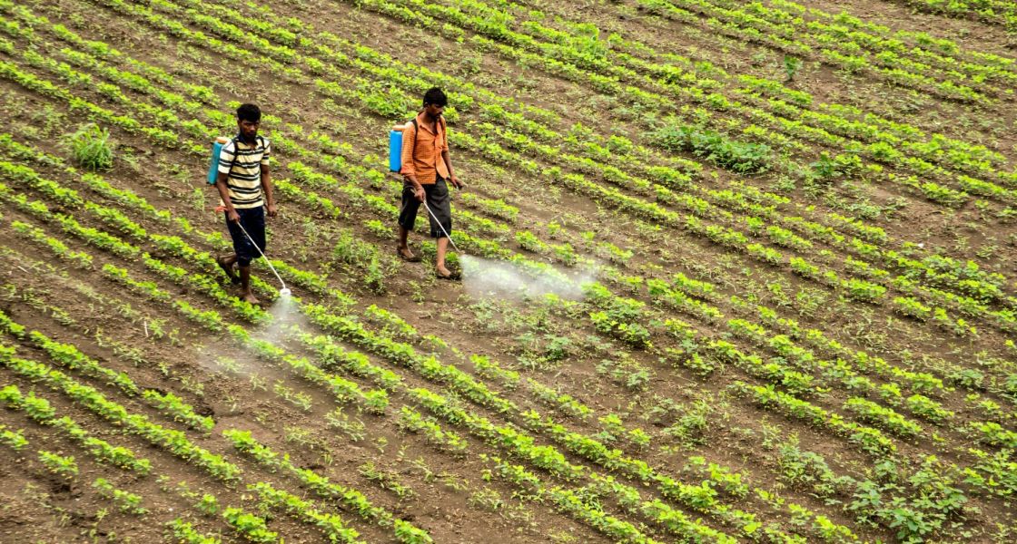 Wie auf diesem indischen Sojabohnenfeld wird Schutzkleidung beim Versprühen von Pestiziden häufig nicht zur Verfügung gestellt. Foto: CRS Photo/shutterstock.com