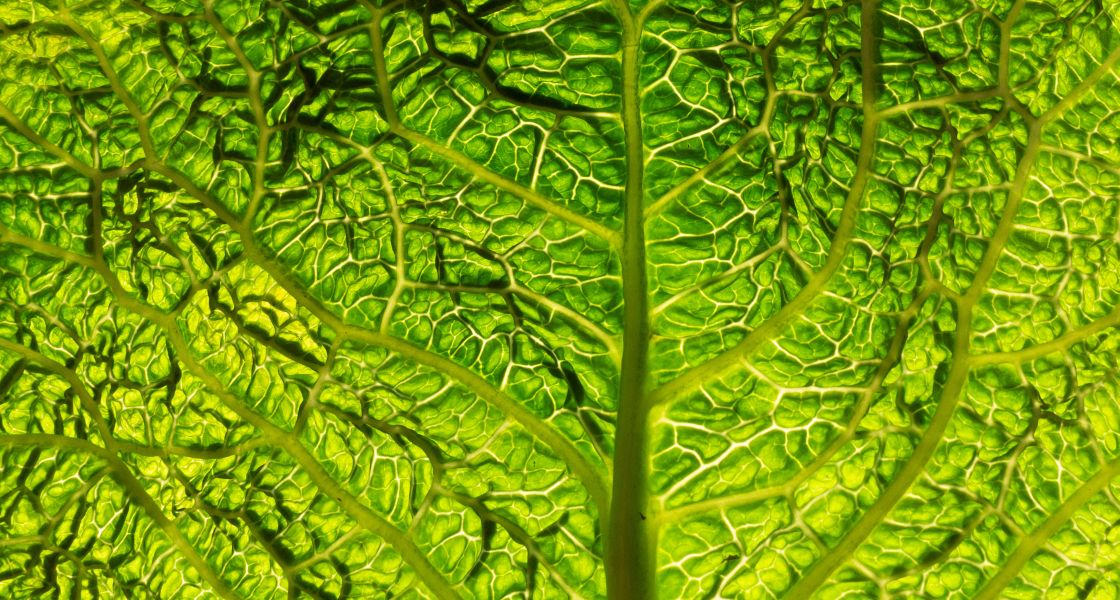 Eine Urwaldlandschaft von weit oben? Oder doch ein Gemüseblatt im Gegenlicht? Mit pflanzenbasierter Ernährung auf dem Weg zu mehr Nachhaltigkeit. Foto: Eva Maria Lopez