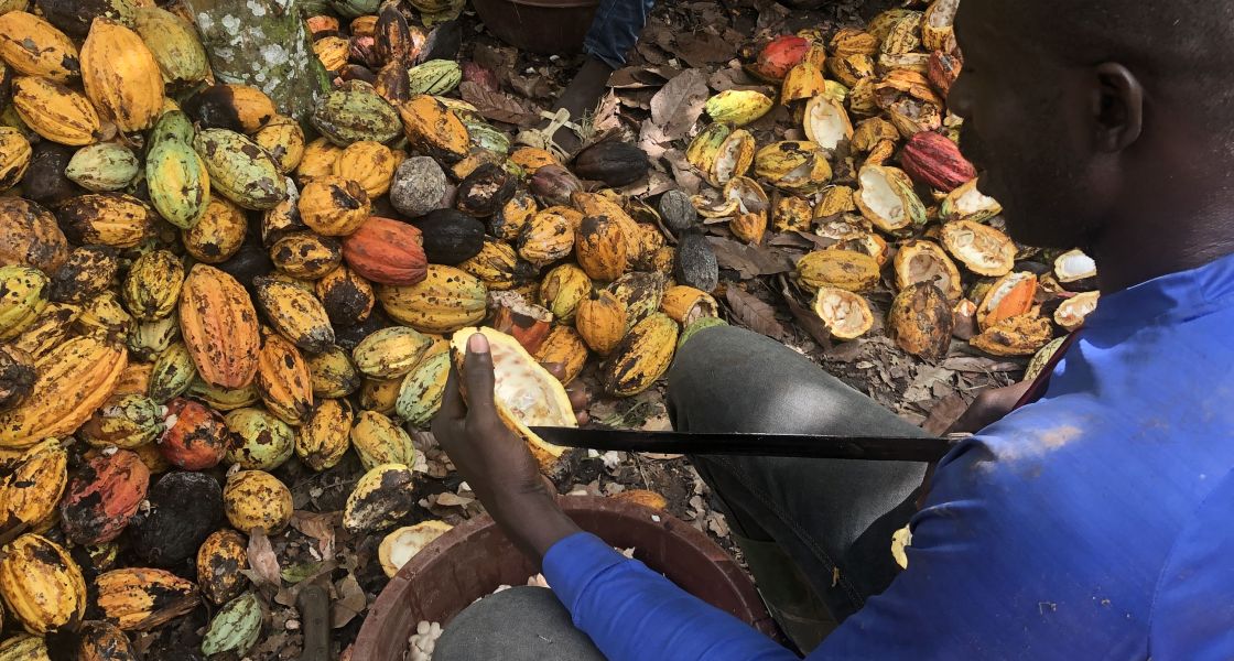 Fast ein Viertel der Bevölkerung der Cote d'Ivoire lebt vom Kakaoanbau, doch dieser ist auch für Entwaldung und eine schwindende Biodiversität im Land verantwortlich. Ein Mann beim Entkernen der Kakaoschote