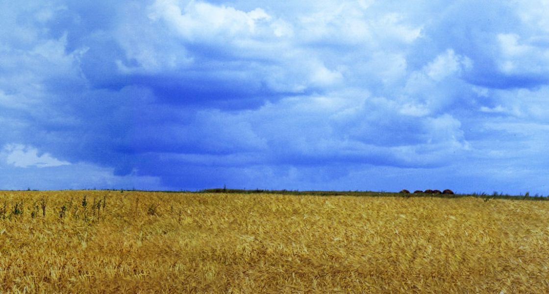 Mit dem russischen Angriffskrieg gegen die Ukraine hat sich die Welternährungslage drastisch verschärft Reifes Getreidefeld an blauem Himmel