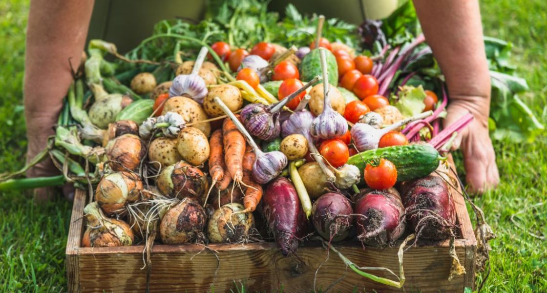 frisch geerntete Erzeugnisse im Garten frisch geerntete Erzeugnisse im Garten Stock-Foto ID: 1142252288, alicja neumiler