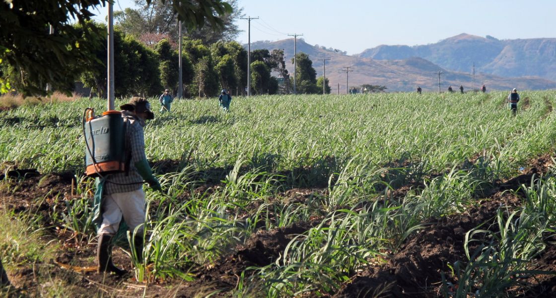 Agrargifte werden während der Wachstumsphase des Zuckerrohrs gesprüht, El Salvador; Foto: Christopher Porter (CC BY-NC-ND 2.0))