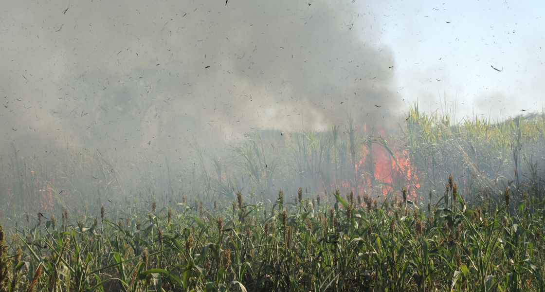 Abrennen von Zuckerrohrfelden, El Salvador Abrennen von Zuckerrohrfelden, El Salvador