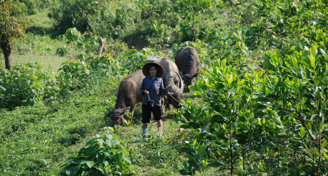 Eine Person mit zwei Wasserbüffeln auf einem grünen Feld, Vietnam. 