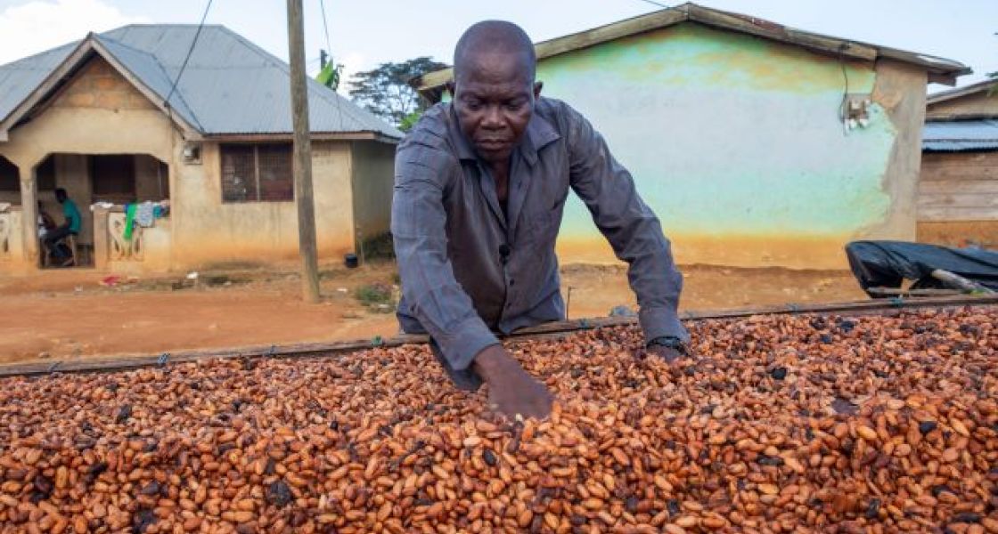 Ein Kakaobauer in Ghana verteilt die Kakaobohnen zum Trocknen Ein Mann verteilt Kakaobohnen auf einer großen Fläche