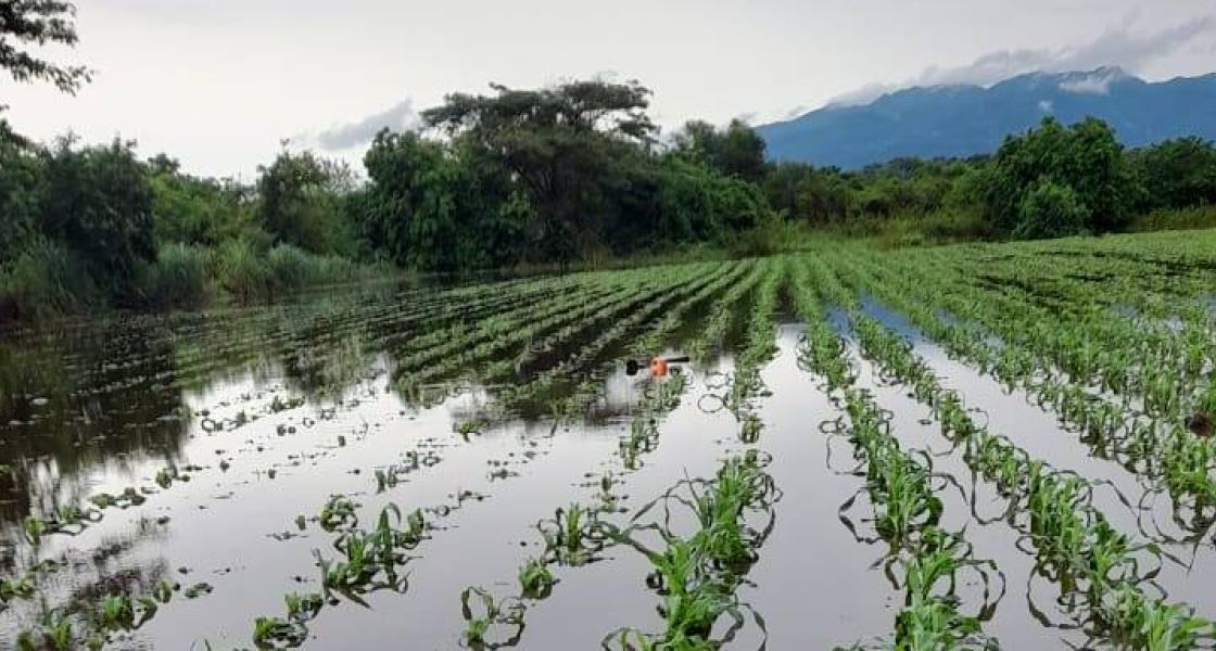 Überschwemmte Maisfelder, San Francisco Menendez, Ahuachapan, El Salvador, Juni 2024 kleine Maispflanzen stehen im Wasser