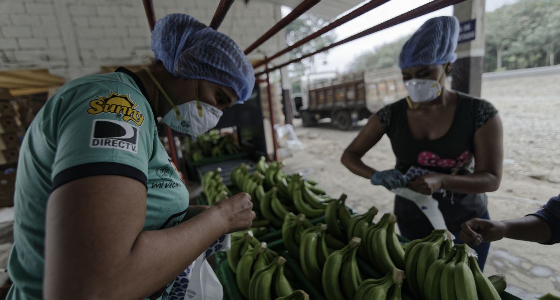 Frauen sortieren Bananen