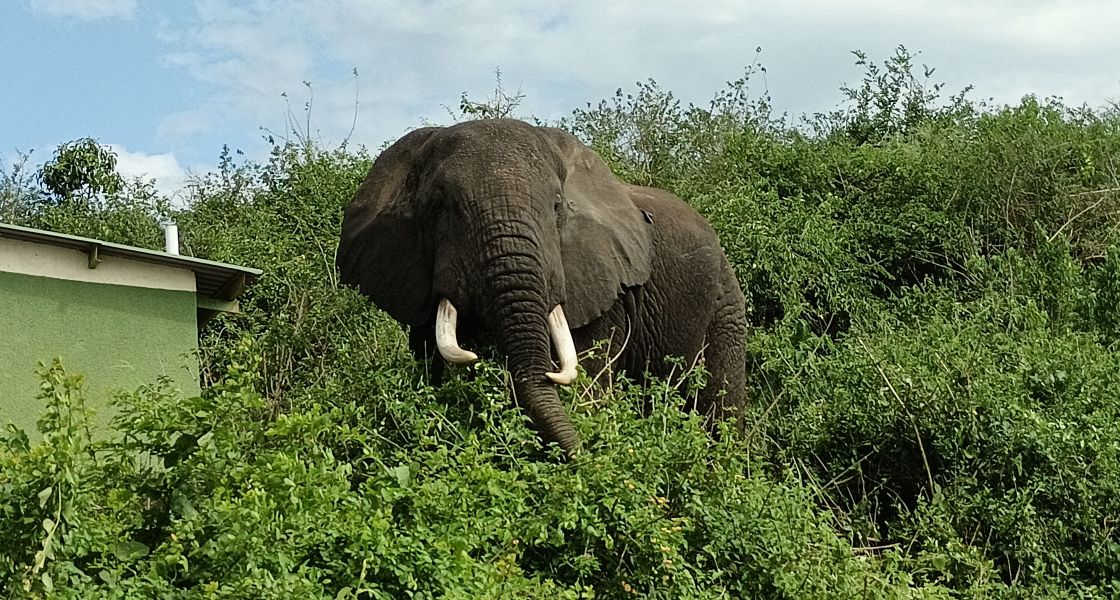 Ein afrikanischer Elefant mit Stoßzähnen Ein Elefant steht in grüner Vegetation