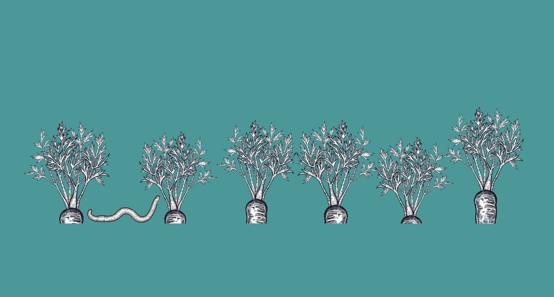 Gezeichnete Karotren, die aus dem Boden wachsen