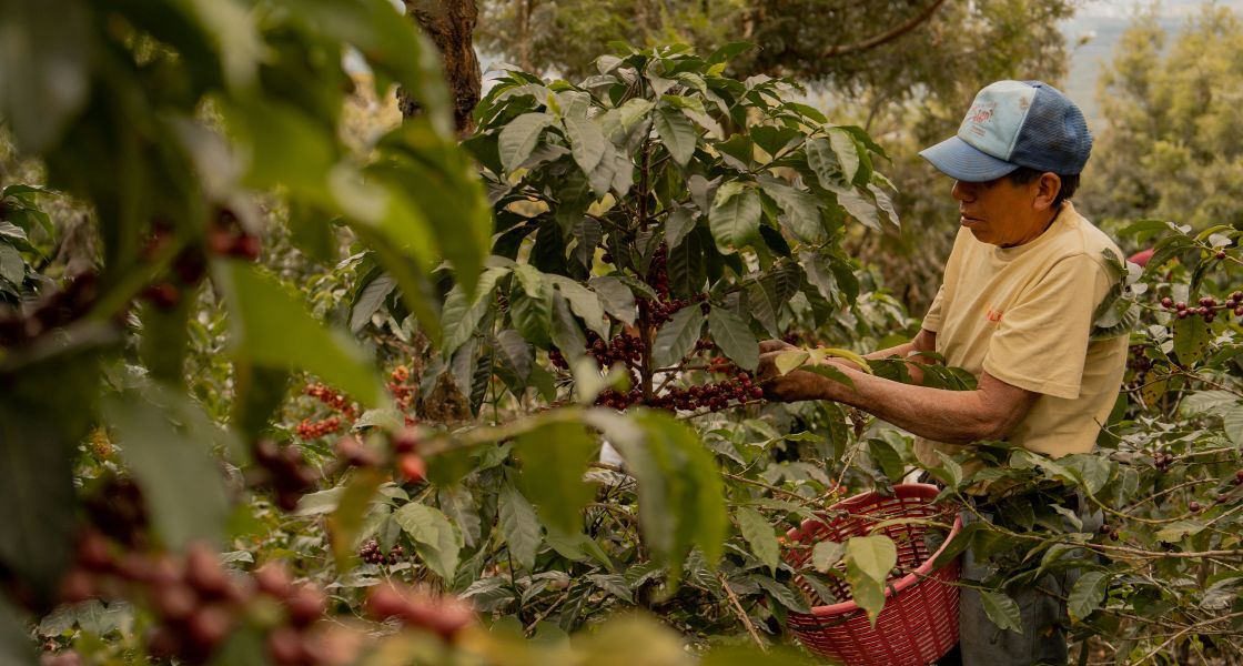 Ein Kaffebauer in Guatemala erntet Kaffekirschen von Hand