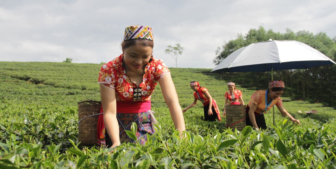 Frauen pflücken Tee auf einer großen Teeplantage