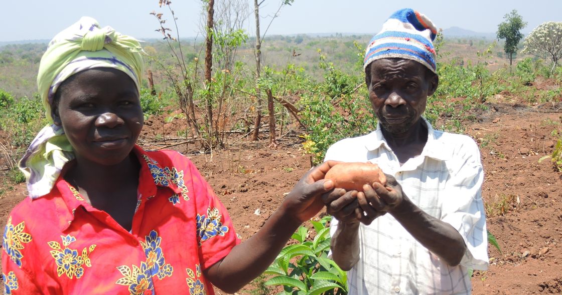Eine Frau mit roter Bluse und ein Mann in weißem Hemd halten gemeinsam eine große Maniokwurzel in den Händen