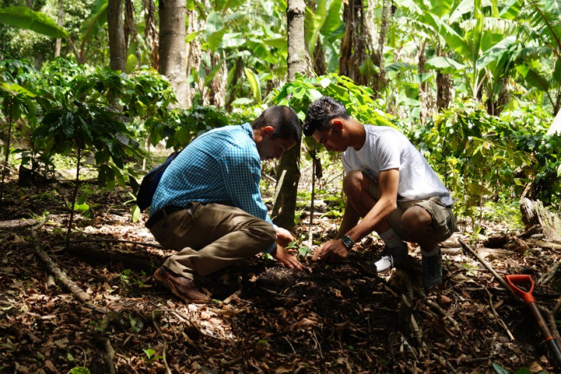 zwei Männer pflanten Bäume in Nicaragua