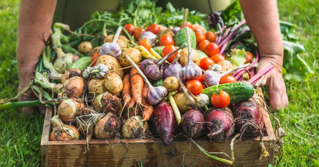 frisch geerntete Erzeugnisse im Garten frisch geerntete Erzeugnisse im Garten Stock-Foto ID: 1142252288, alicja neumiler
