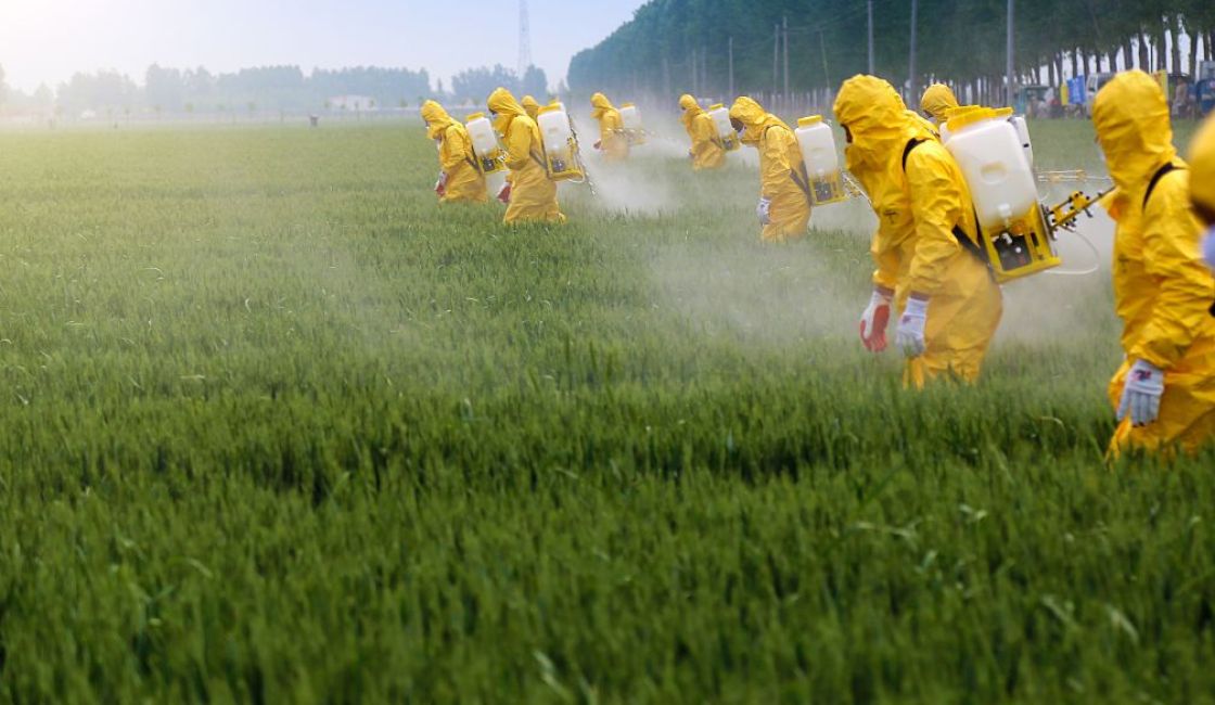 Landwirte, die auf Weizenfeld Pestizide mit Schutzkleidung spritzen shutterstock_547553083, Jinning Li