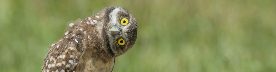 iStock.com/Sandy Moss Eule neigt ihren Kopf um 90 Grad
