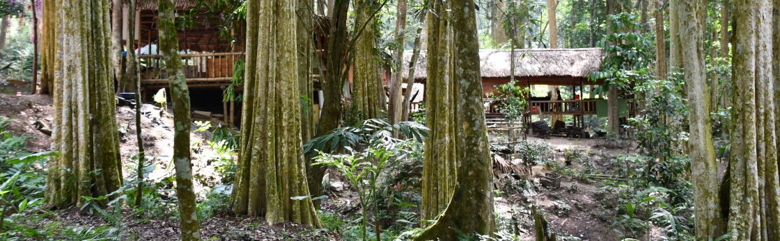 Zwei Stelzenhäuser im Regenwald