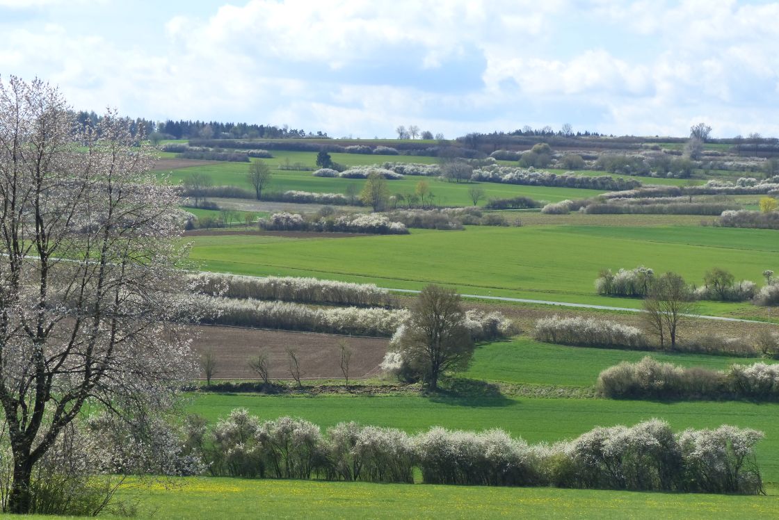 heckenlandschaft_in_franken_michael_grolm heckenlandschaft_in_franken_michael_grolm
