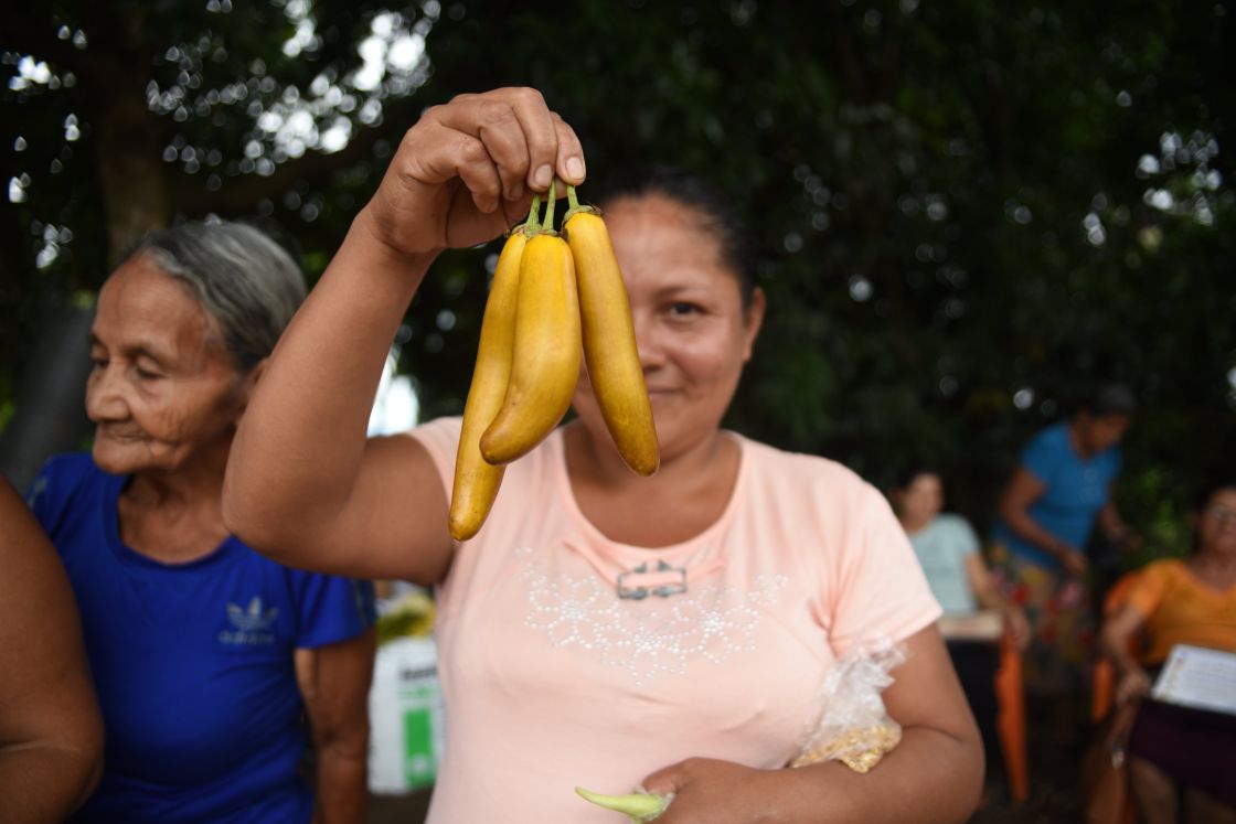 Eine salvadorianische Kleinbäuerin hält frisch geerntete gelbe Auberginen in die Höhe Eine salvadorianische Kleinbäuerin hält frisch geerntete gelbe Auberginen in die Höhe