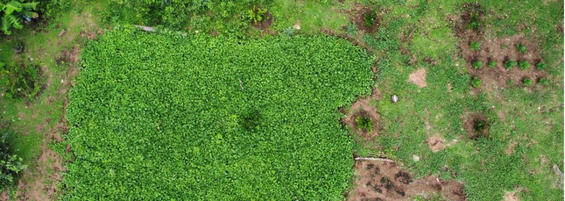 Ein Feld mit neu gepflanzten Bäumen von oben
