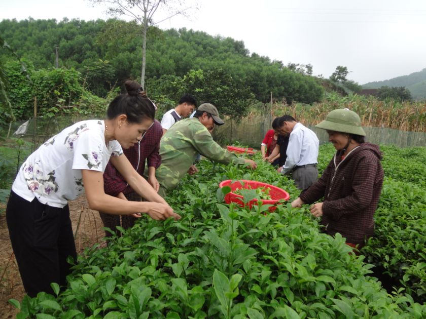 Mehrere Menschen pflücken Teeblätter