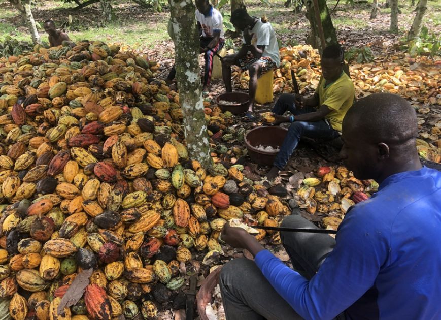 Kakaobauern sitzen vor einem großen Haufen von Kakaoschoten