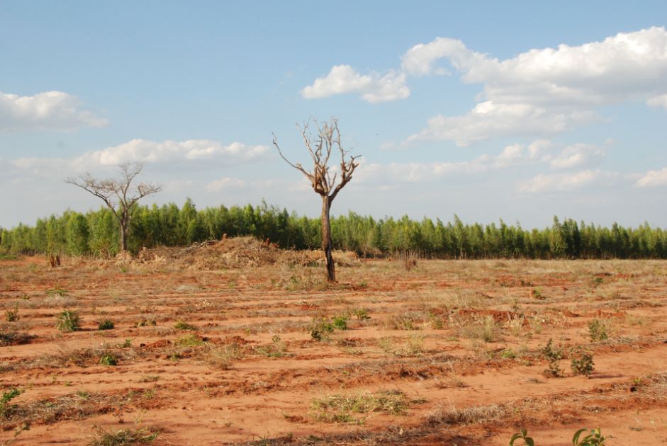 Ein vertrockneter Baum steht auf einem trockenen Feld, dahinter Bäume