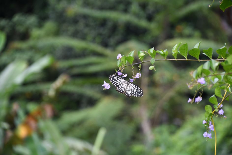 Ein Schmetterling an einer Blüte