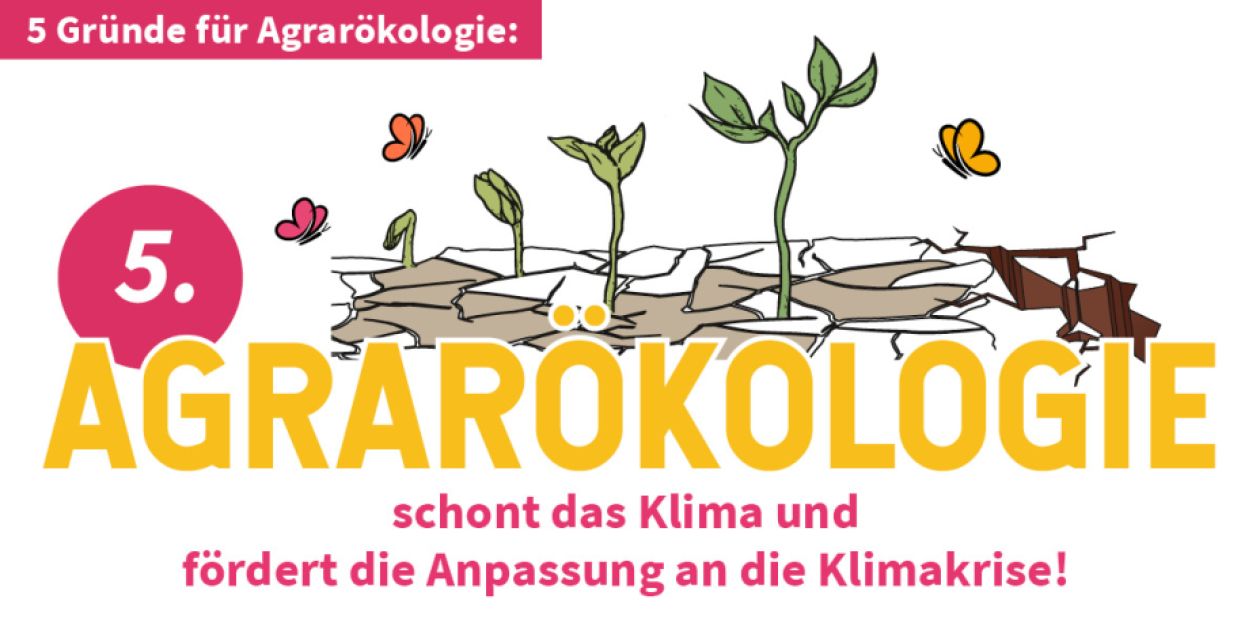 Agrarökologie schont das Klima und fördert die Anpassung an die Klimakrise!