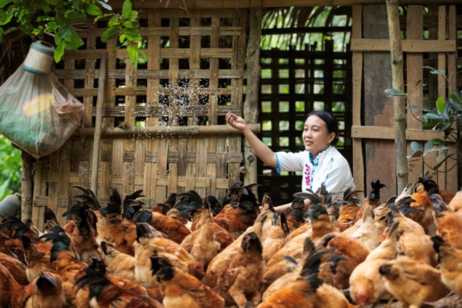 Eine Frau wirft Hühnerfutter auf Hühner vor einem Stall
