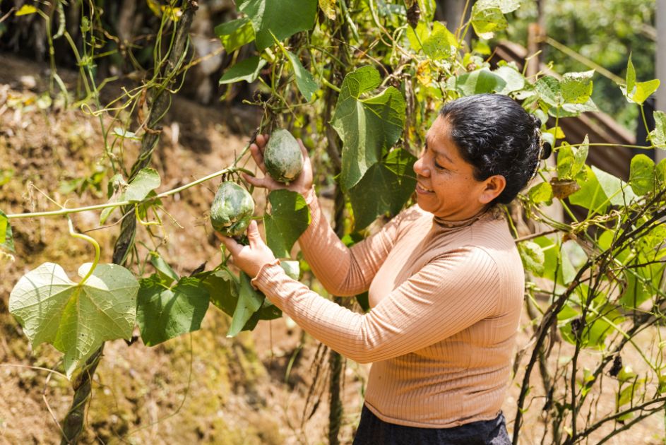 Eine Frau erntet eine reife Chayote Frucht auf dem Weld
