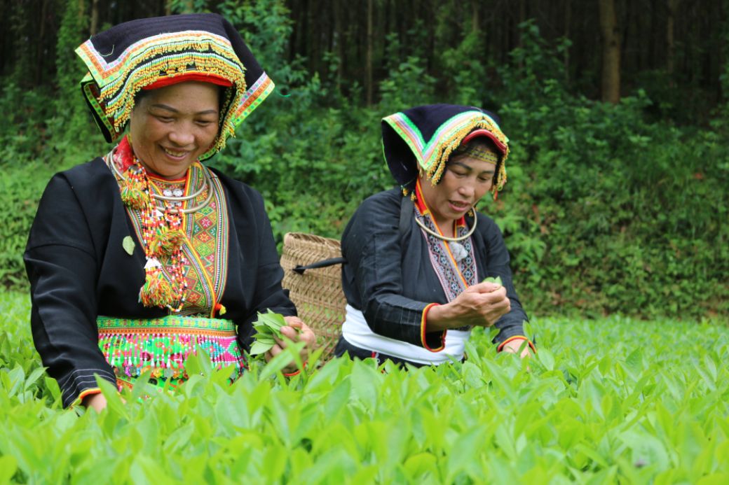 zwei vietnamesische Frauen pflücken Tee