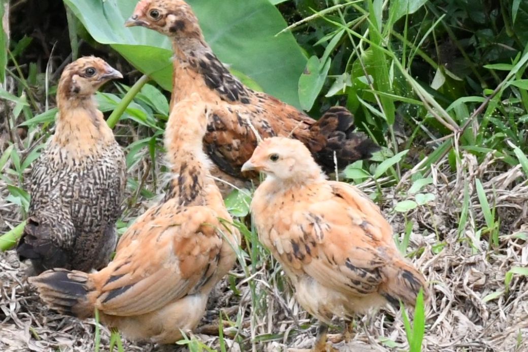 Vier Hühner im Grünen