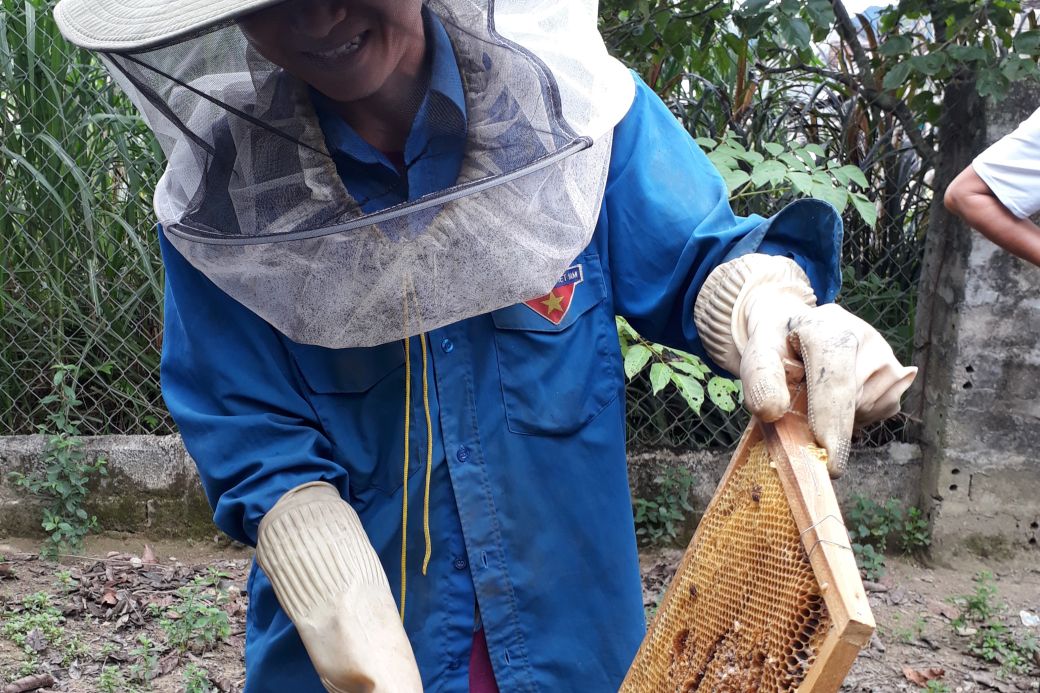 Eine Imkerin erntet den Honig aus einer Bienenwabe