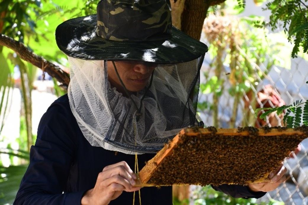 Ein Imker betrachtet eine Wabe mit Bienen