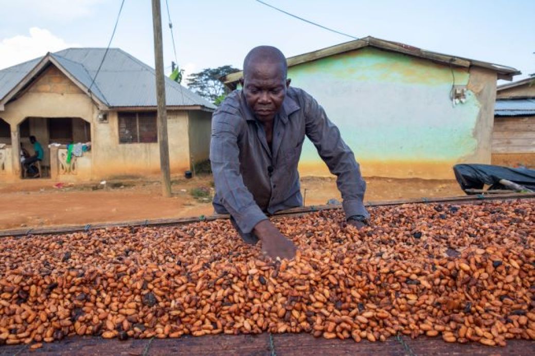 Ein Mann verteilt Kakaobohnen auf einer großen Fläche