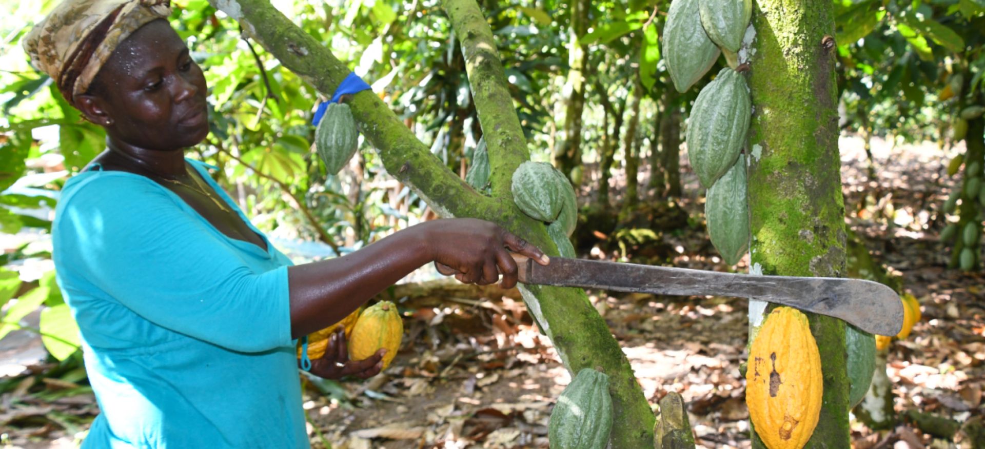 Frau schneidet mit einer Machete eine Kakaofrucht vom Baum