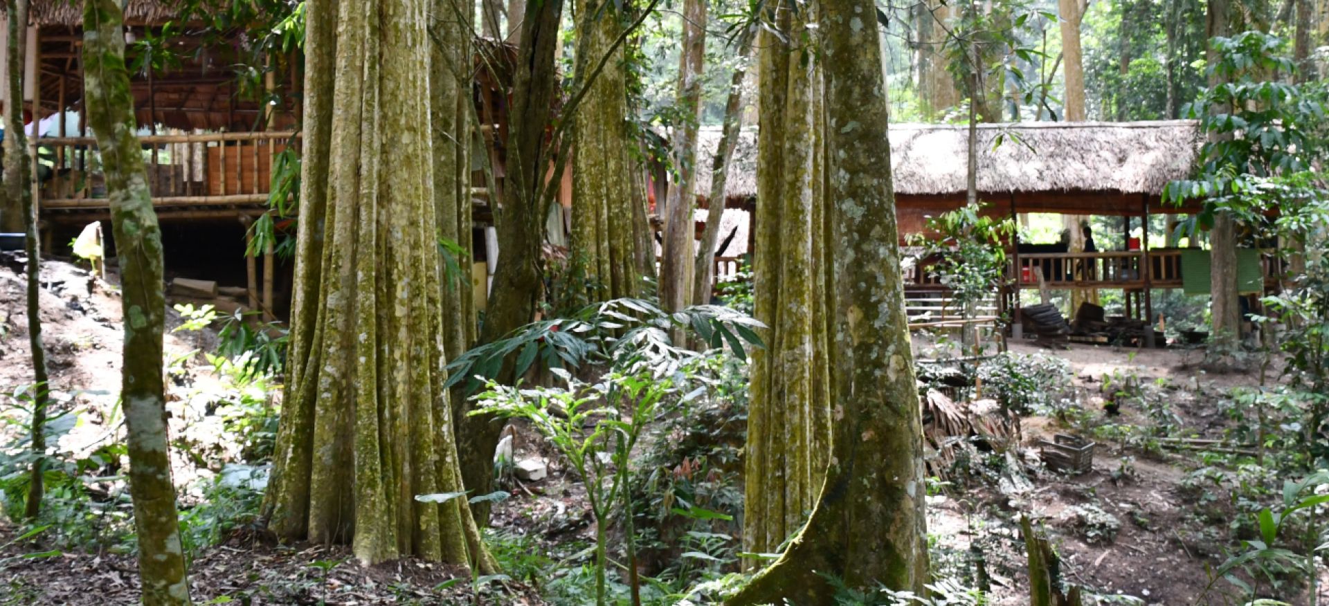 Zwei Stelzenhäuser im Regenwald