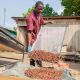 Kakaoproduktion, Côte d'Ivoire, 2022