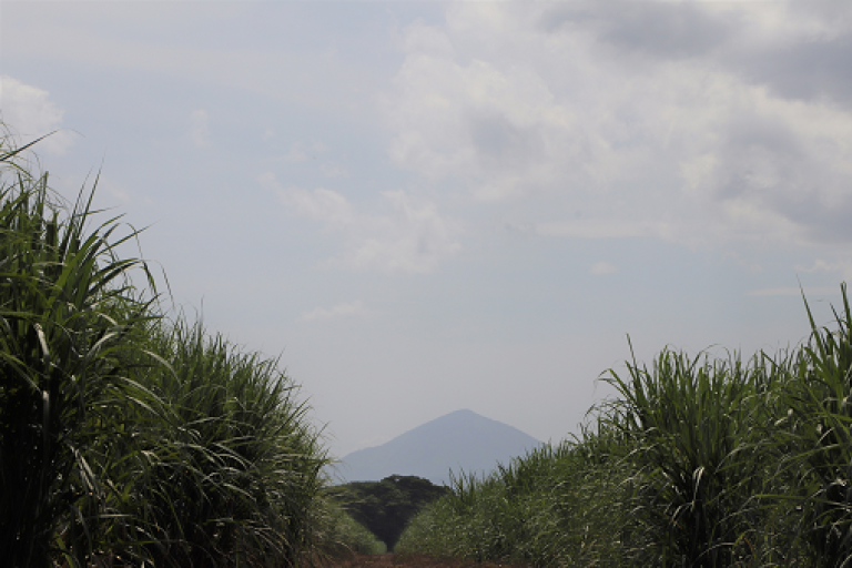 In Nicaragua wächst auf knapp 74.000 Hektar Zuckerrohr. Foto: APADEIM 