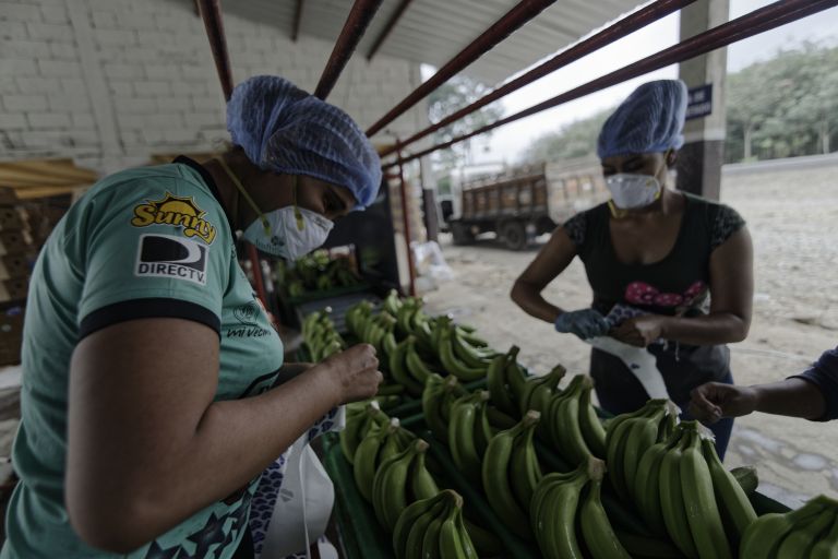 Frauen sortieren Bananen