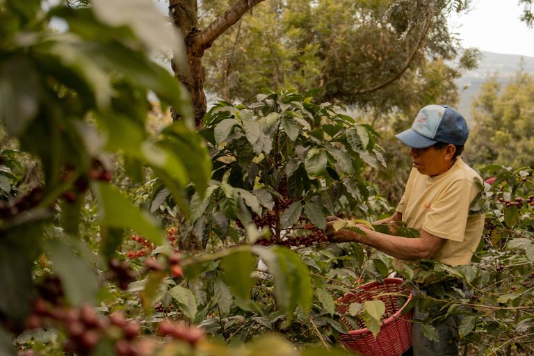 Ein Kaffebauer in Guatemala erntet Kaffekirschen von Hand