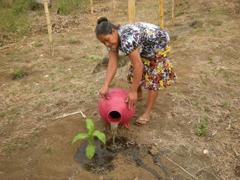 Eine kleine Pflanze wird von einer Frau mit einer großen runden Gießkanne gewässert